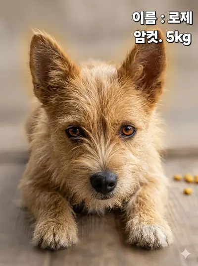 기타 사진