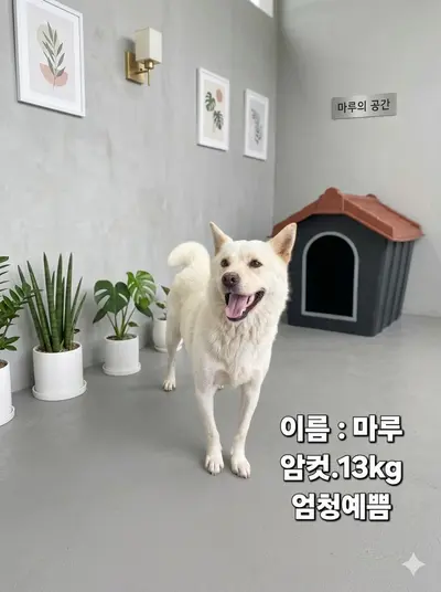 진도견 사진