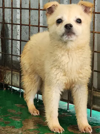 믹스견 사진