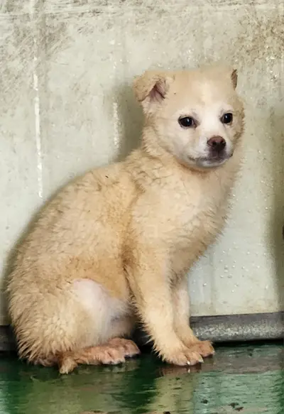 믹스견 사진