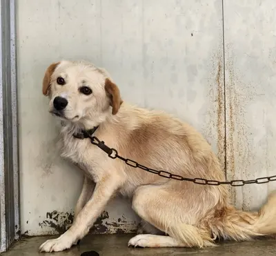 믹스견 사진