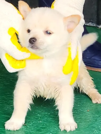 믹스견 사진