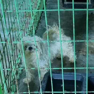믹스견 사진