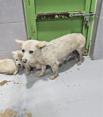 믹스견 사진