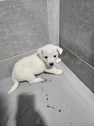믹스견 사진