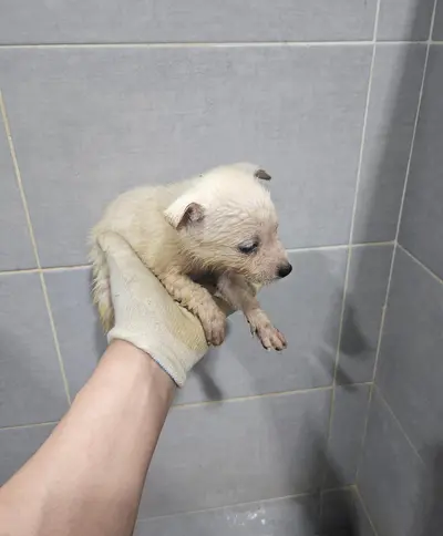 믹스견 사진
