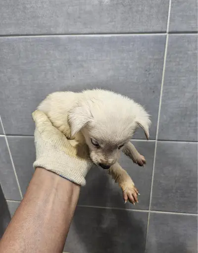 믹스견 사진