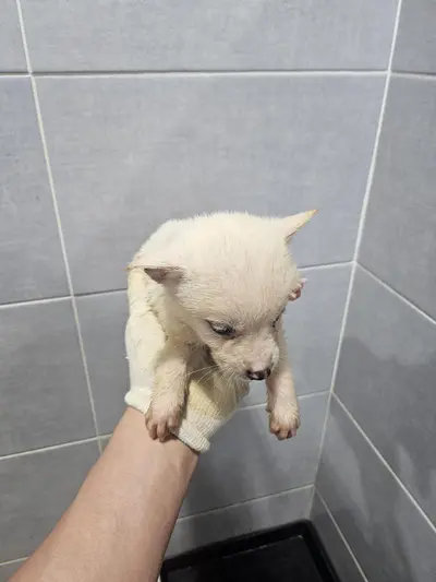 믹스견 사진