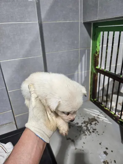 믹스견 사진