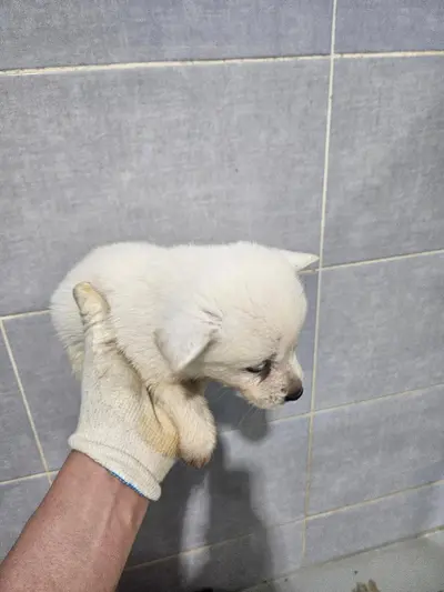 믹스견 사진