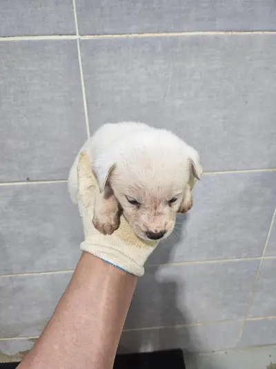 믹스견 사진