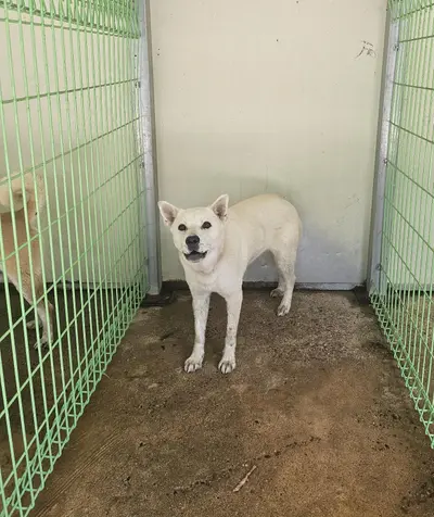 믹스견 사진
