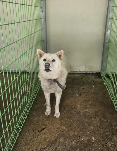 믹스견 사진