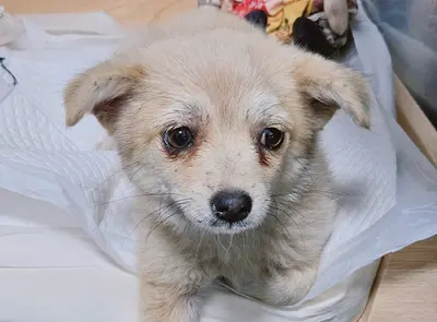 믹스견 사진