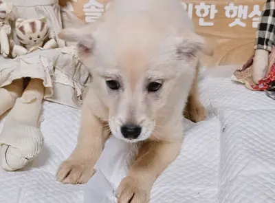믹스견 사진