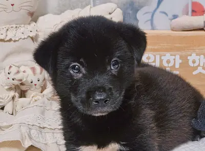 믹스견 사진