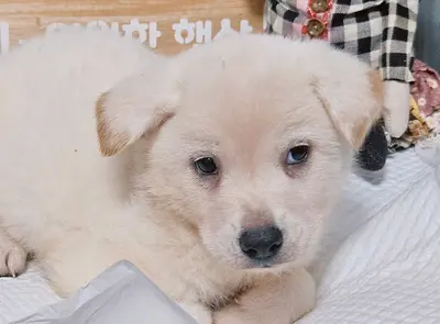 믹스견 사진