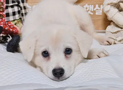 믹스견 사진