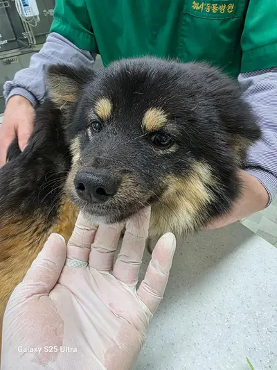 믹스견 사진