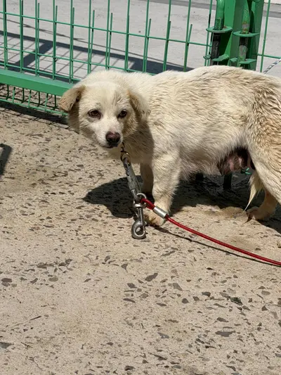 믹스견 사진
