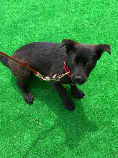 믹스견 사진