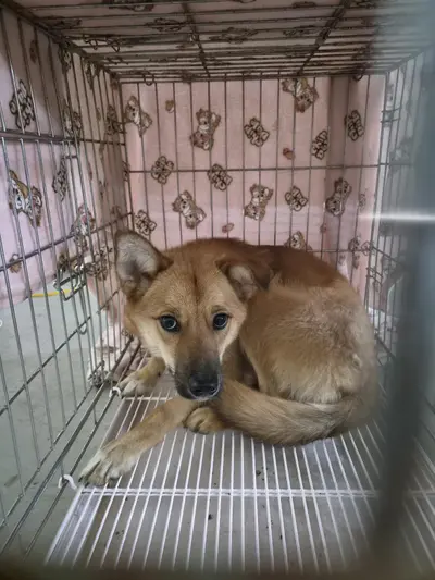 믹스견 사진