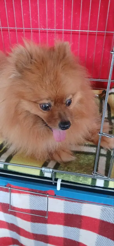 포메라니안 사진