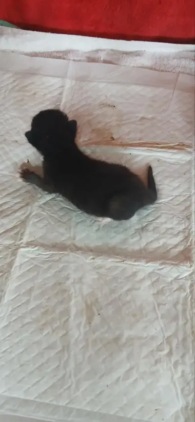 한국 고양이 사진