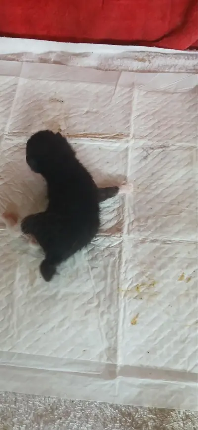 한국 고양이 사진