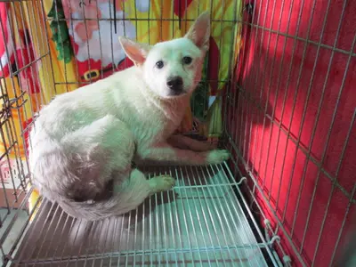 믹스견 사진