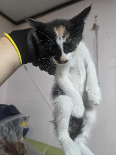한국 고양이 사진