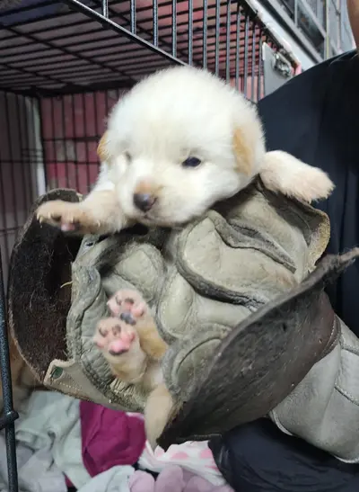 믹스견 사진