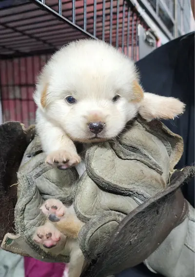 믹스견 사진