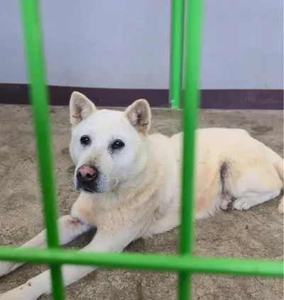믹스견 사진
