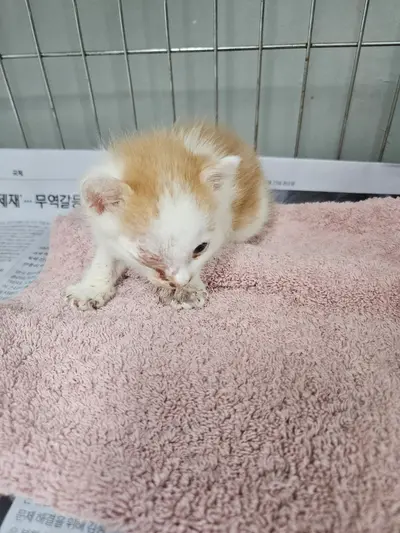 한국 고양이 사진