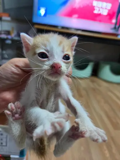 한국 고양이 사진