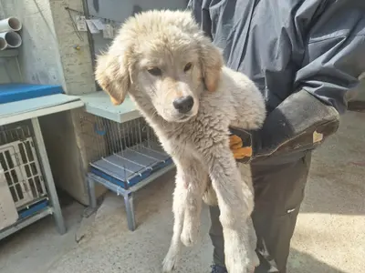 믹스견 사진