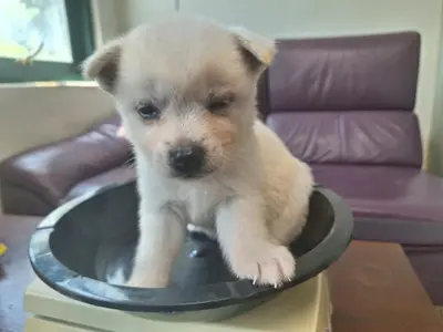 믹스견 사진