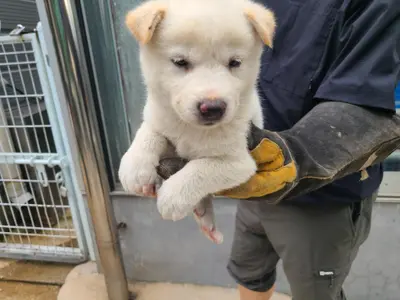 믹스견 사진