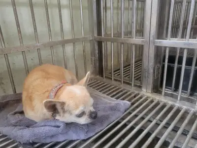 치와와 사진