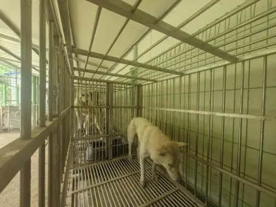 믹스견 사진