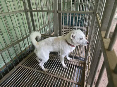믹스견 사진