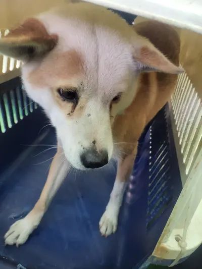 믹스견 사진