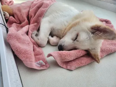 진도견 사진