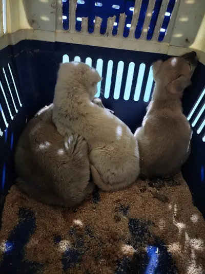 믹스견 사진