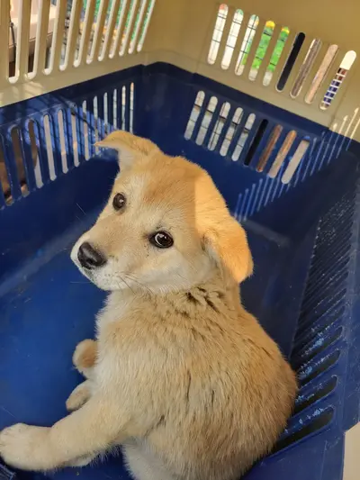 진도견 사진