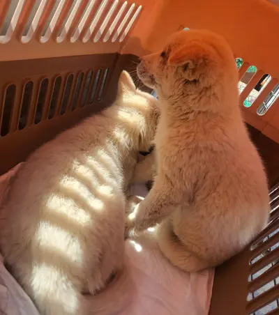 진도견 사진