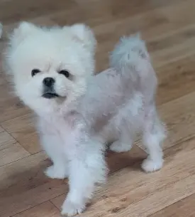 포메라니안 사진