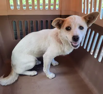 믹스견 사진