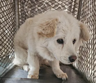 믹스견 사진
